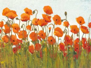 Rows of Poppies II by Tim O'Toole Oil Painting