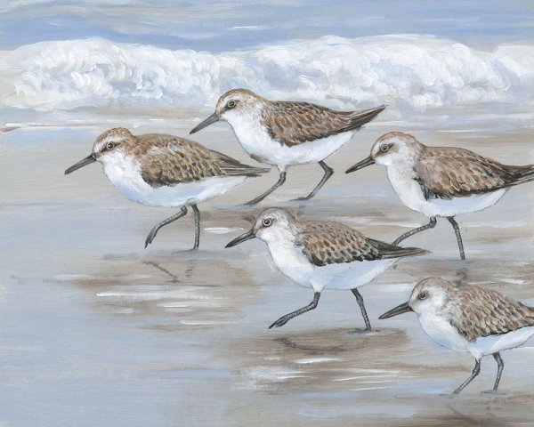 Main Product Photo of Sandpipers I Painting by Tim O'Toole