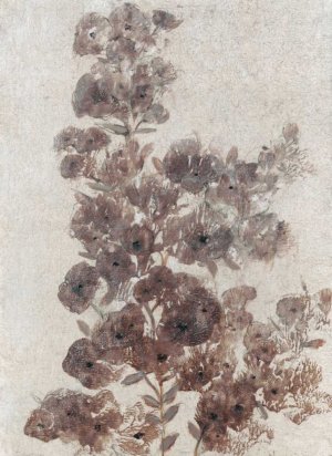 Sepia Flower Study II by Tim O'Toole Oil Painting