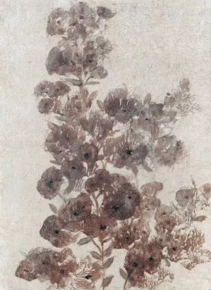 Sepia Flower Study II by Tim O'Toole Oil Painting