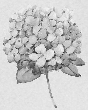 Silvertone Floral II by Tim O'Toole Oil Painting