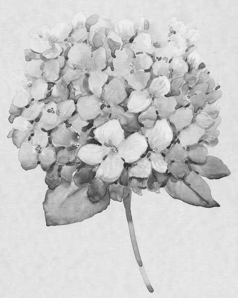 Silvertone Floral II by Tim O'Toole - Hand-Painted Oil Painting Reproduction