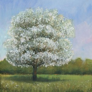 Spring Blossom Tree I by Tim O'Toole Oil Painting