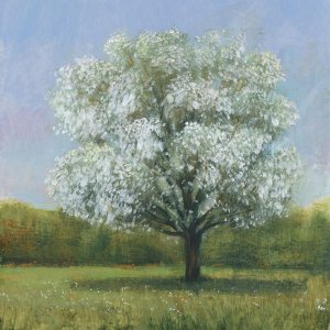 Spring Blossom Tree II by Tim O'Toole Oil Painting