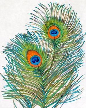 Vivid Peacock Feathers I by Tim O'Toole Oil Painting