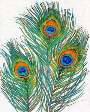 Vivid Peacock Feathers II by Tim O'Toole Oil Painting