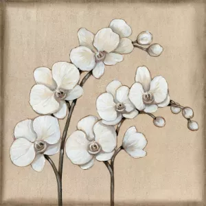 White Orchid II by Tim O'Toole Oil Painting