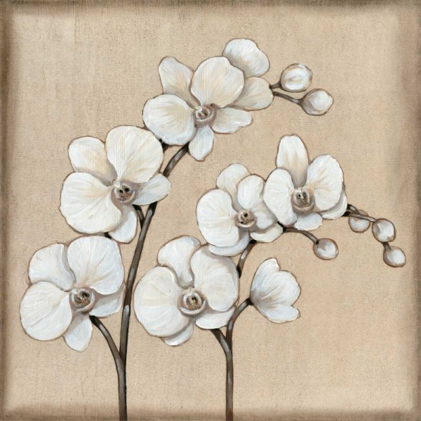 Main Product Photo of White Orchid II Painting by Tim O'Toole