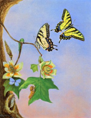 Butterflies also known as Papilio Turnus