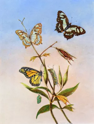 Butterflies by Titian Ramsey Peale II - Oil Painting Reproduction