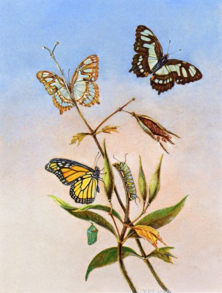 Main Product Photo of Butterflies Painting by Titian Ramsey Peale II