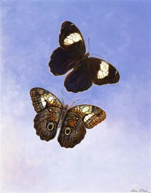 Caligo Martia Butterflies by Titian Ramsey Peale II - Oil Painting Reproduction
