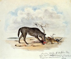 Dusky Wolf Lupus Nubilus also known as Devouring a Mule-Deer Head