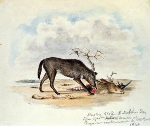 Dusky Wolf Lupus Nubilus also known as Devouring a Mule-Deer Head by Titian Ramsey Peale II Oil Painting