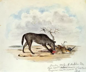 Dusky Wolf Lupus Nubilus also known as Devouring a Mule-Deer Head by Titian Ramsey Peale II - Oil Painting Reproduction