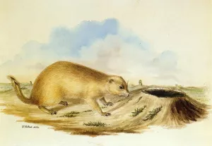 Prairie Dog by Titian Ramsey Peale II Oil Painting