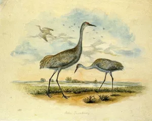 Sandhill Cranes painting by Titian Ramsey Peale II