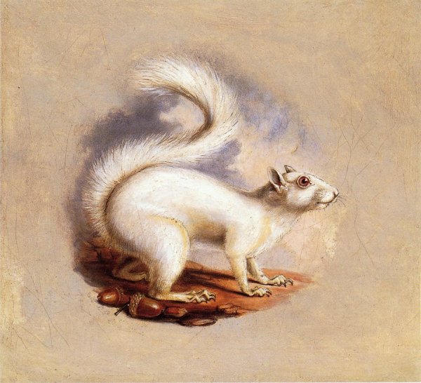 Main Product Photo of White Squirrel Painting by Titian Ramsey Peale II
