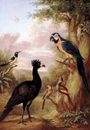 Various Types of Birds with a Black Bird and a Parrot by Tobias Stranover - Oil Painting Reproduction