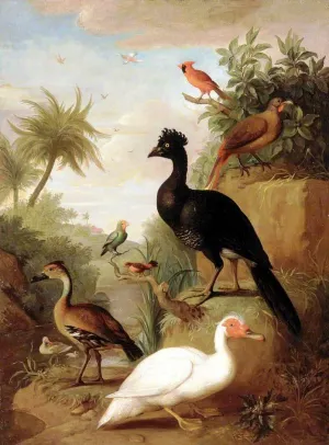 Various Types of Birds with a Black Bird and a White Bird by Tobias Stranover Oil Painting