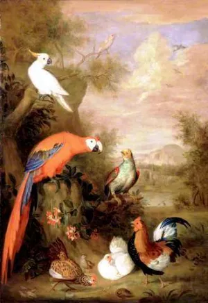 Various Types of Birds with a Parrot painting by Tobias Stranover