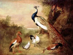 Various Types of Birds with a Peacock by Tobias Stranover Oil Painting