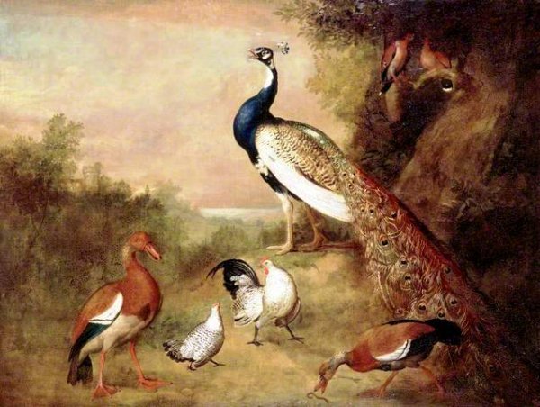 Main Product Photo of Various Types of Birds with a Peacock Painting by Tobias Stranover