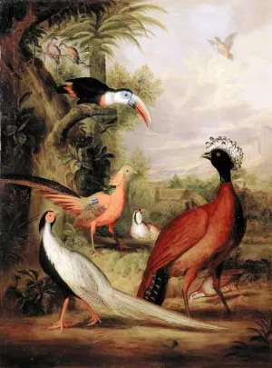 Various Types of Birds with a Toucan and a Pheasant by Tobias Stranover - Oil Painting Reproduction