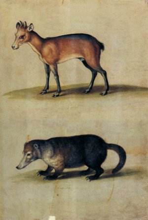 Red Hartebeest and Mountain Coati by Ulisse Aldrovandi Oil Painting