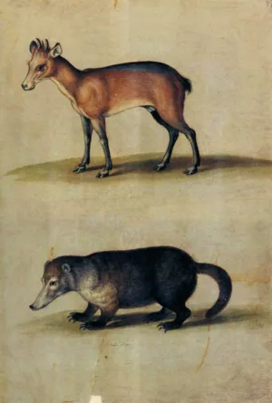 Red Hartebeest and Mountain Coati by Ulisse Aldrovandi Oil Painting