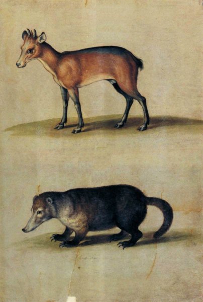 Red Hartebeest and Mountain Coati by Ulisse Aldrovandi - Hand-Painted Oil Painting Reproduction