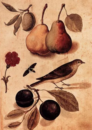 Specimens of Nature painting by Ulisse Aldrovandi