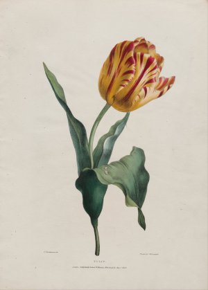 Tulip by Valentine Bartholomew Oil Painting