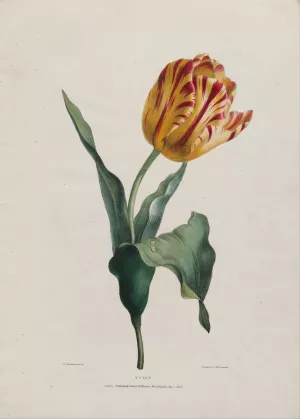 Tulip by Valentine Bartholomew Oil Painting