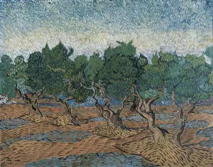 Olive Grove by Vincent van Gogh Oil Painting