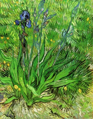 The Iris Oil painting by Vincent van Gogh