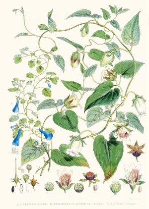 A. C. Gracilis, H. f. et T. ; B. Codonopsis Oil painting by Walter Fitch Hood