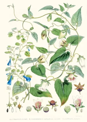 A. C. Gracilis, H. f. et T. ; B. Codonopsis by Walter Fitch Hood Oil Painting