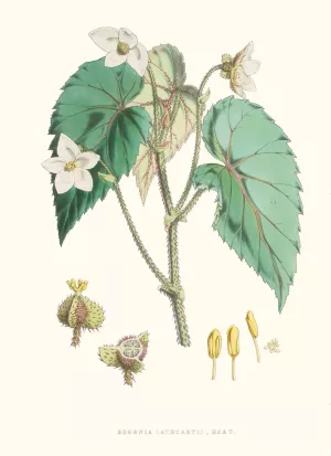 Begonia Cathcartii, H. f. et T. by Walter Fitch Hood Oil Painting