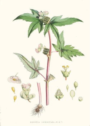Begonia Gemmipara, H.f. et T. by Walter Fitch Hood Oil Painting
