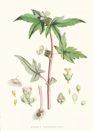 Begonia Gemmipara, H.f. et T. by Walter Fitch Hood Oil Painting