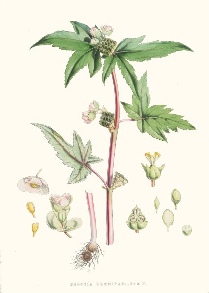 Begonia Gemmipara, H.f. et T.  by Walter Fitch Hood - Hand-Painted Oil Painting Reproduction