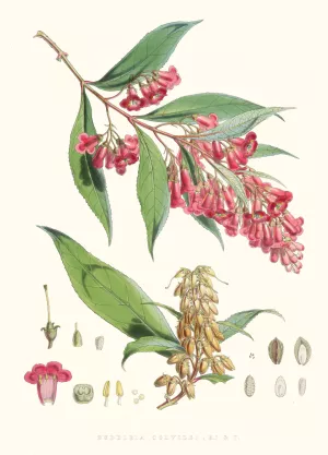 Buddleia Colvilei, H.f. and T. by Walter Fitch Hood Oil Painting