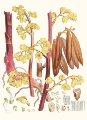 Cyrtosia Lindleyana, H.f. and T. by Walter Fitch Hood Oil Painting