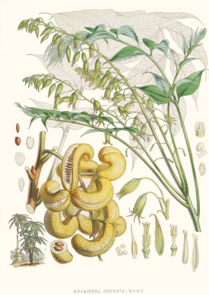 Decaisnea Insignis, H.f. et T. Oil painting by Walter Fitch Hood