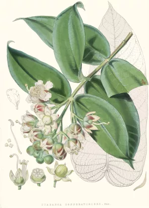Duabanga Sonneratioides, Ham. by Walter Fitch Hood Oil Painting