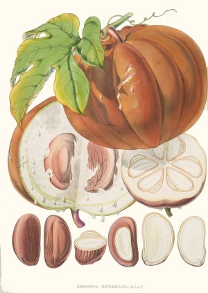 Hodgsonia Heteroclita, H. f. et T. by Walter Fitch Hood Oil Painting
