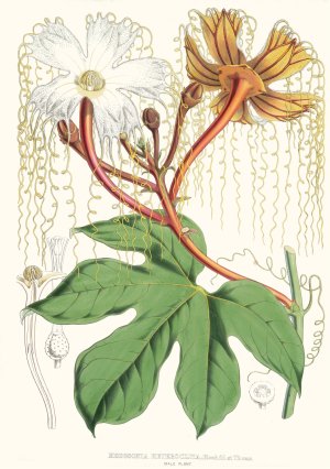 Hodgsonia Heteroclita, Hook. fil. et Thoms. by Walter Fitch Hood Oil Painting
