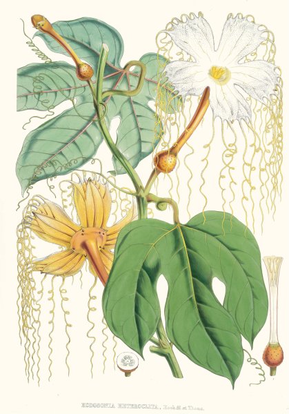Main Product Photo of Hodgsonia Heteroclita, Hook. fil. et Thoms.  Painting by Walter Fitch Hood