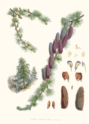 Larix Griffithii, H.f. and T. by Walter Fitch Hood Oil Painting